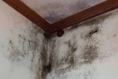 墙面发霉怎么处理?教你一招自己在家就能解决